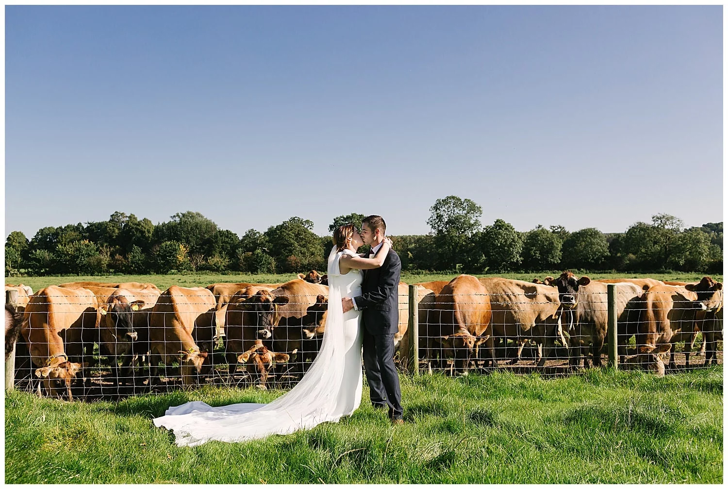 Staffordshire wedding photography; newly married farmer couple with their cows